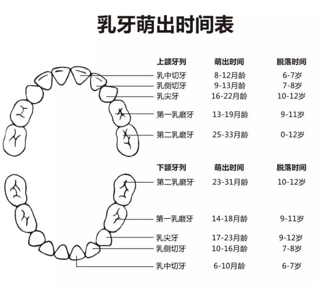 尚佳專(zhuān)業(yè)月嫂丨何時(shí)長(zhǎng)牙才算正常？